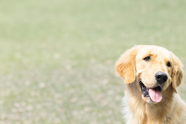 Cane marrone Golden Retriever seduto accanto all'albero di marijuana verde Riprese all'aperto