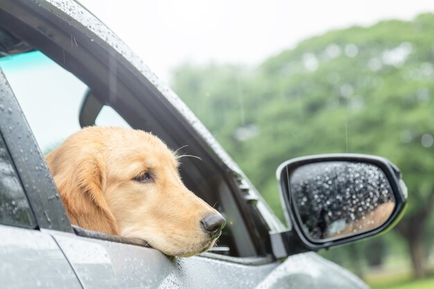 Cane marrone (Golden Retriever) seduto in macchina al giorno di pioggia. Viaggiare con il concetto di animale