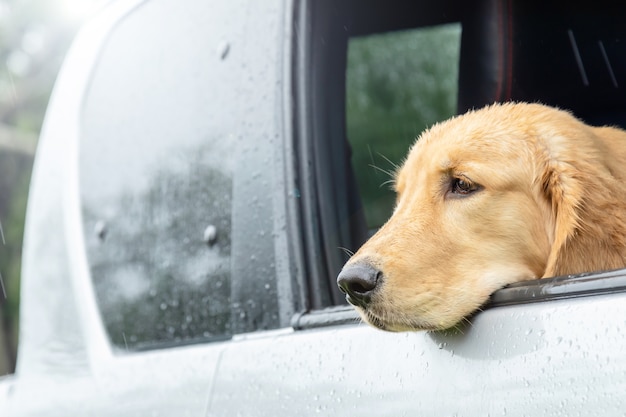 Cane marrone (Golden Retriever) seduto in macchina al giorno di pioggia. Viaggiare con il concetto di animale