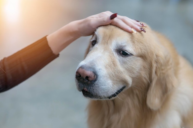 Cane marrone grazioso animale