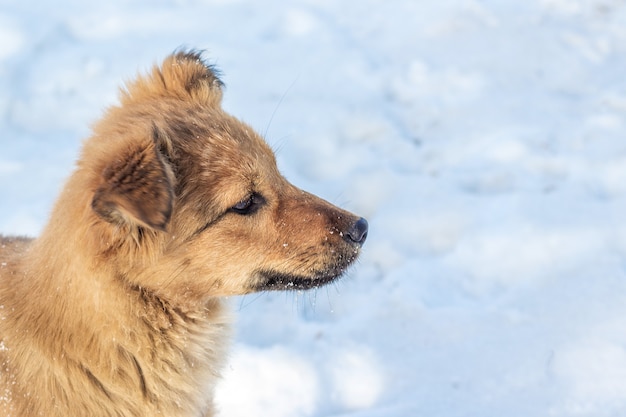 Cane marrone in inverno sulla neve.