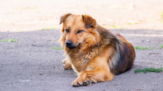 Cane marrone sdraiato sull'asfalto all'ombra