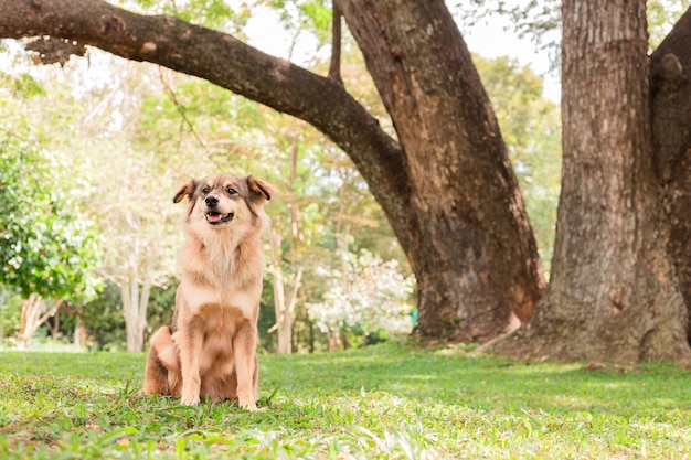 Cane marrone seduto in giardino