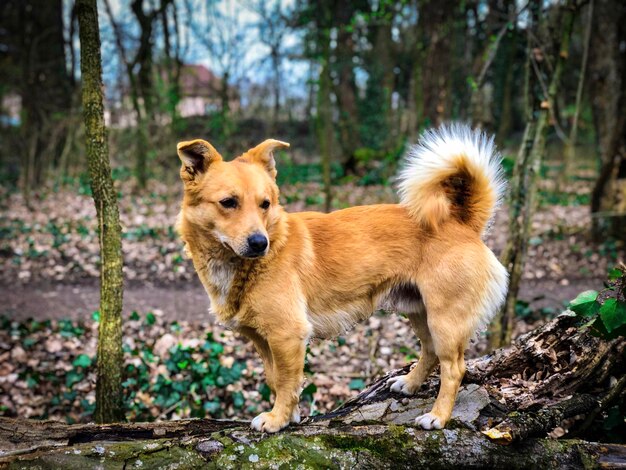 Cane marrone seduto su un tronco di albero nella foresta