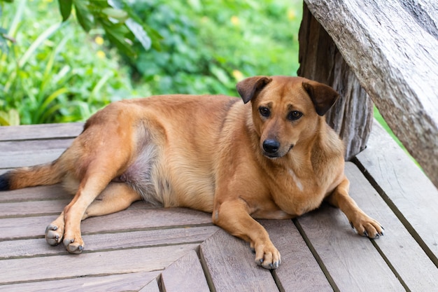 Cane marrone sul pavimento di legno