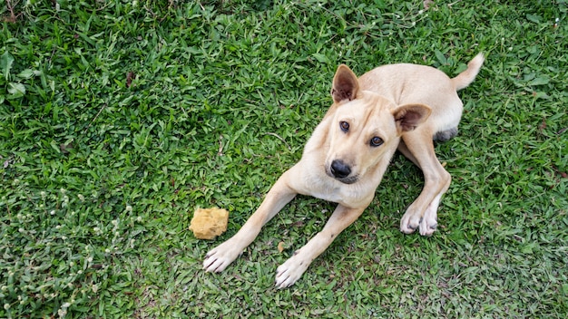 Cane marrone sveglio che si trova su un&#39;erba.