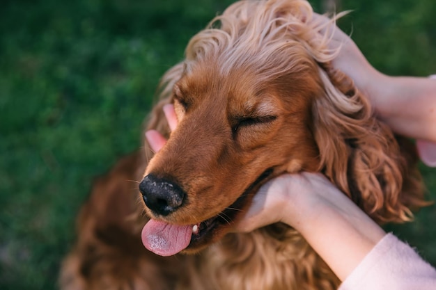 Cane marrone sveglio che sorride felicemente e ha chiuso gli occhi di piacere f