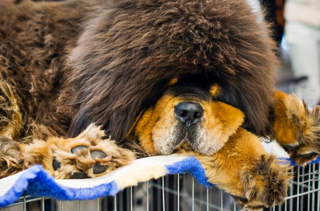 Cane mastino tibetano