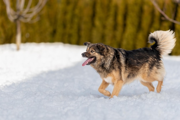 Cane mentre si muove, alzando due zampe sulla neve. Lingua fuori dalla bocca, raffreddamento dopo l'esecuzione