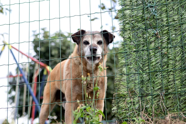 Cane minaccioso dietro un recinto che difende il suo territorio