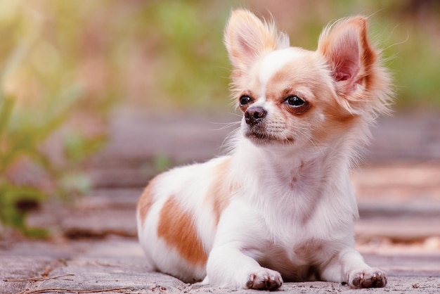 Cane mini chihuahua a pelo lungo bianco a macchie rosse Animale da compagnia