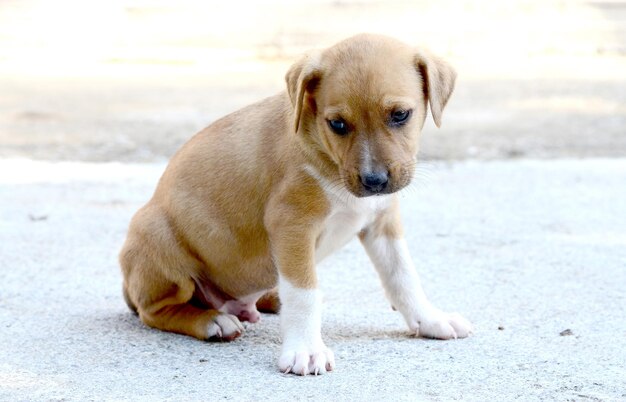 cane misto American Staffordshire Terrier