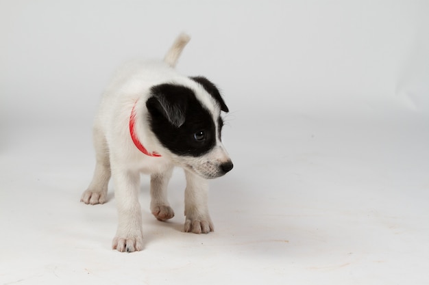 Cane misto sveglio della razza che osserva da parte