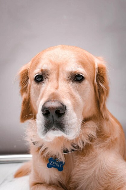 Cane molto carino e dolce, golden retriever