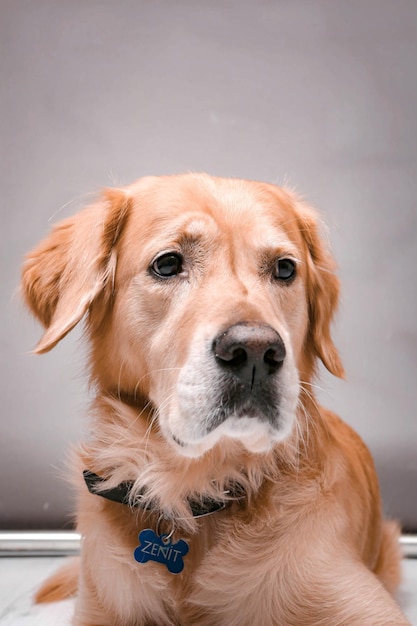 Cane molto carino e dolce, golden retriever