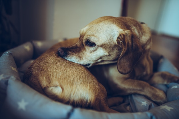 Cane mordendosi la schiena