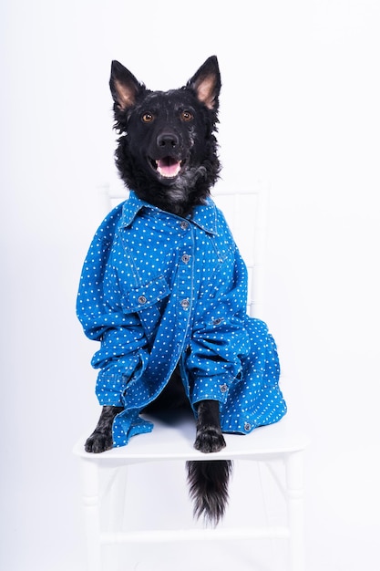 Cane mudi che indossa shirtfront isolato su sfondo bianco in studio