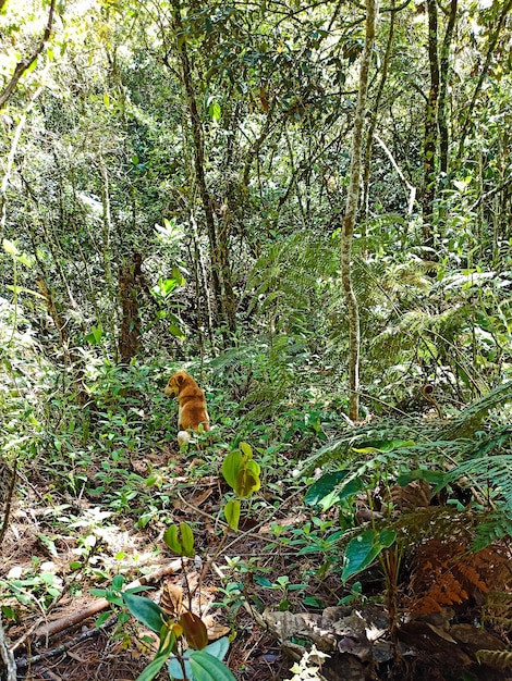 cane nel bosco seduto