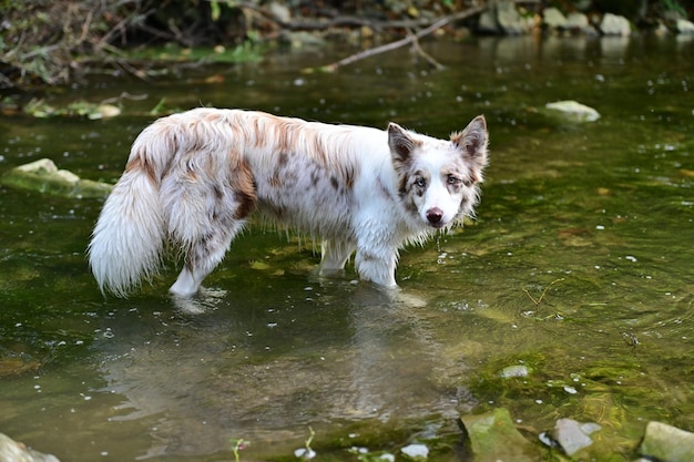 Cane nel fiume