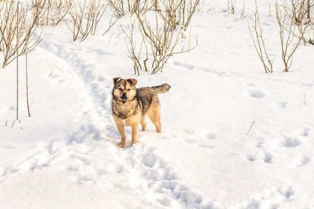 Cane nel giardino d'inverno tra cespugli di ribes con tempo soleggiato