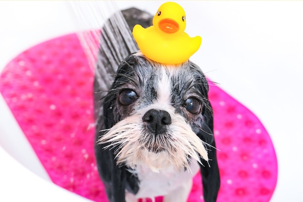 Cane nel salone di toelettatura; il cane fa la doccia; l'animale riceve trattamenti di bellezza nel salone di bellezza per cani. nel bagno. anatra in testa