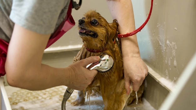 cane nel salone per cani fa un bagno cura degli animali cura della lana salone di toelettatura