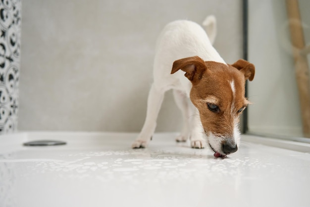 Cane nella cabina doccia Lavare l'animale in bagno