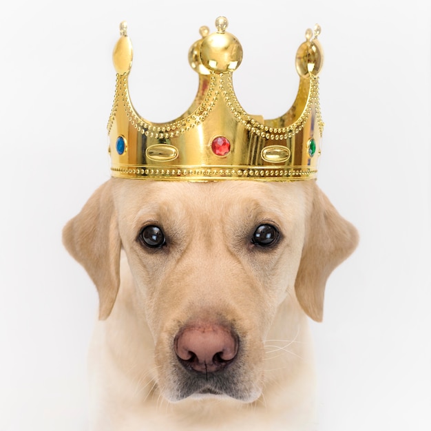 Cane nella corona, come un re. Ritratto di un primo piano di un cane su wihte