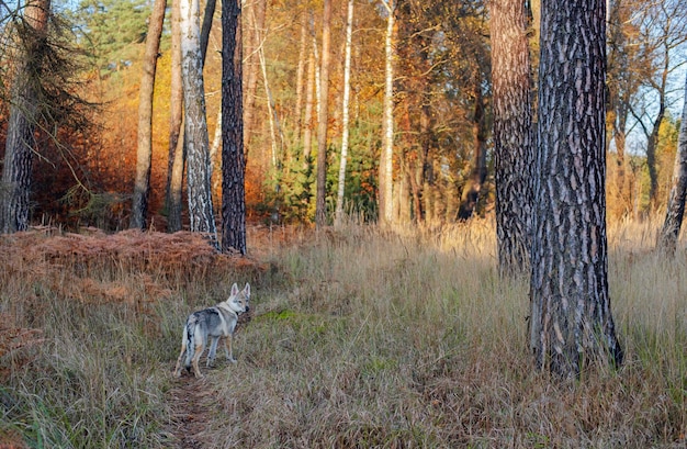 Cane nella foresta d'autunno