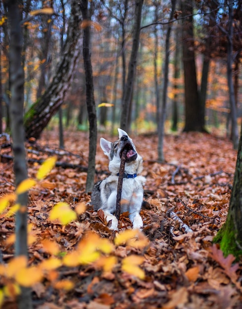 Cane nella foresta d'autunno