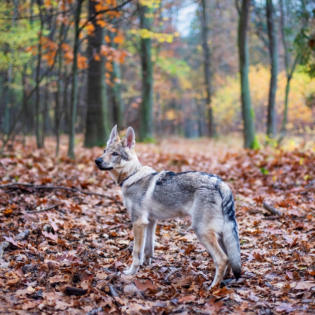 Cane nella foresta d'autunno