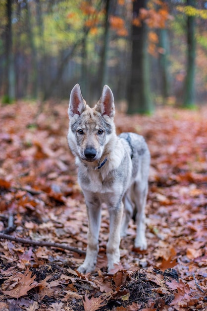 Cane nella foresta d'autunno