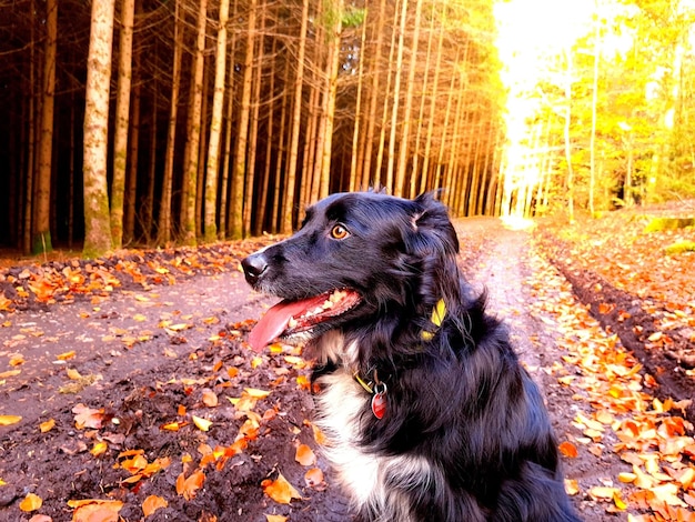 Cane nella foresta in autunno