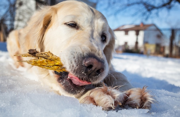 Cane nella foresta invernale