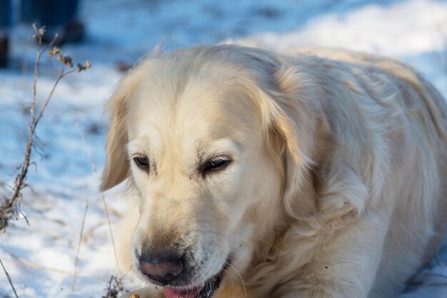 Cane nella foresta invernale