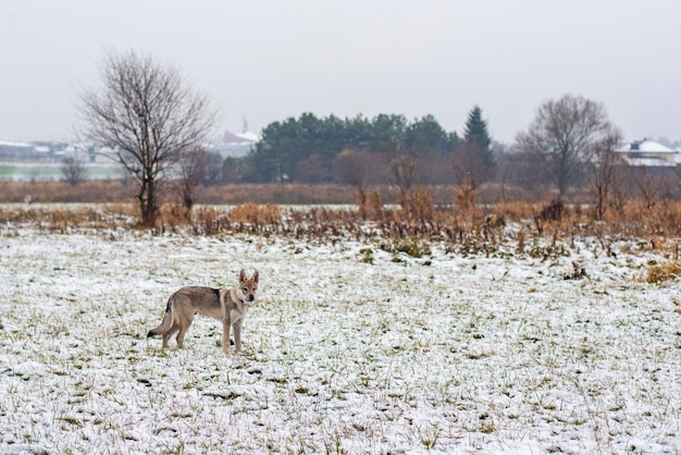 Cane nella foresta invernale