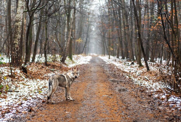 Cane nella foresta invernale