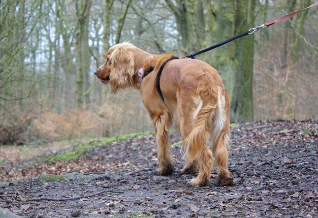 Cane nella foresta