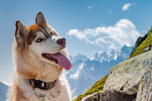 Cane nella natura, sullo sfondo delle Alpi