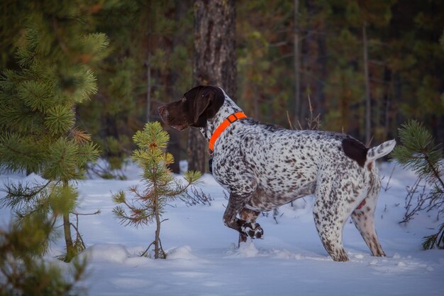 Cane nella neve