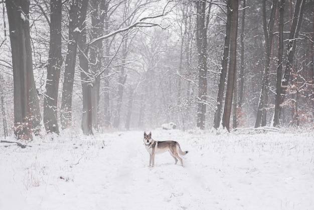 Cane nella neve