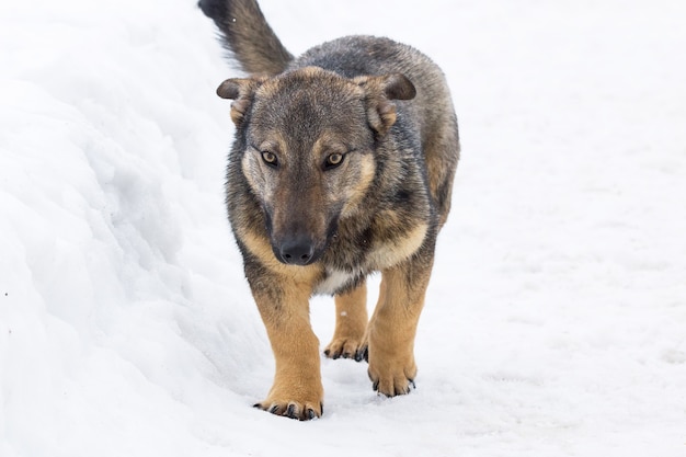 Cane nella neve