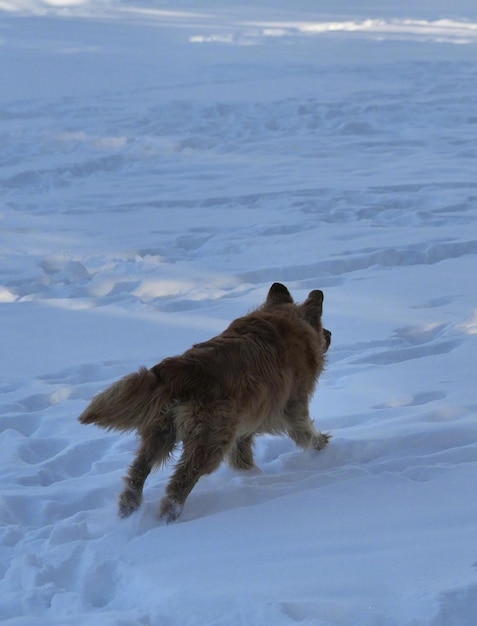 Cane nella neve