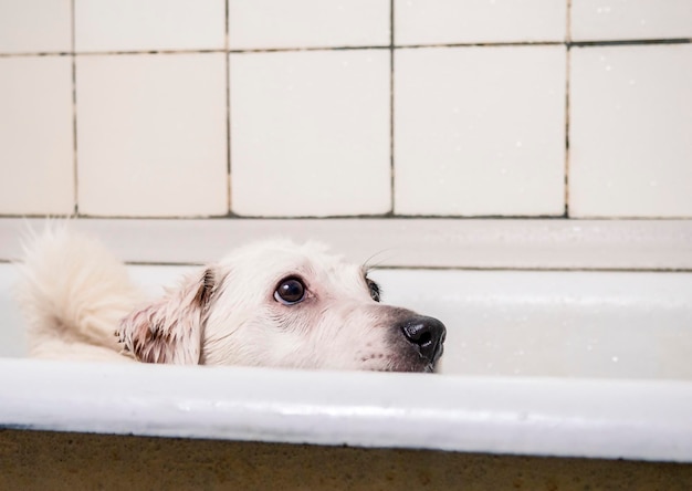 Cane nella vasca da bagno il concetto di lavaggio cura degli animali domestici