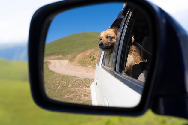 Cane nello specchietto retrovisore laterale Viaggiare in auto con il cane