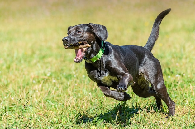 Cane nero a pelo liscio corre con un bastone tra i denti sull'erba verde, luminosa giornata di sole