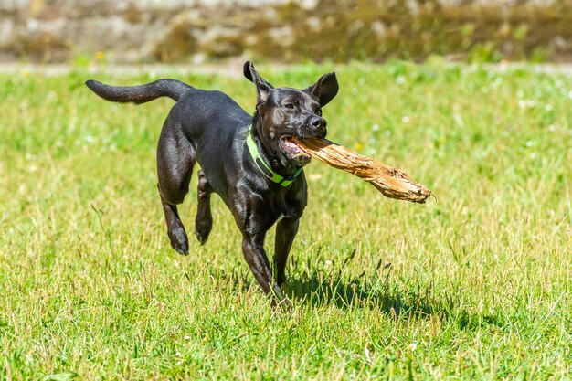 Cane nero a pelo liscio corre con un bastone tra i denti sull'erba verde, luminosa giornata di sole