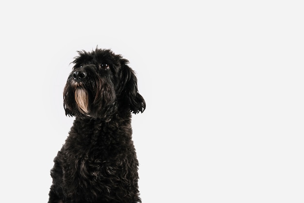 Cane nero adorabile che posa con il fondo bianco