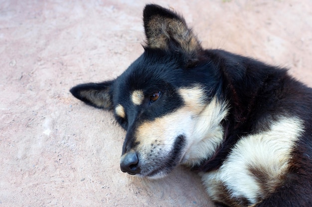 Cane nero assonnato sul pavimento