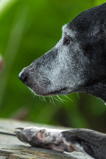 Cane nero, assonnato